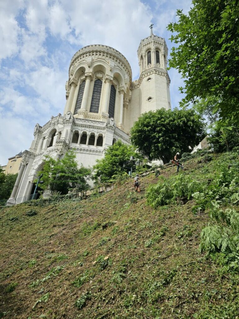 débroussaillage par les cordistes près de la basilique de Fourvière
