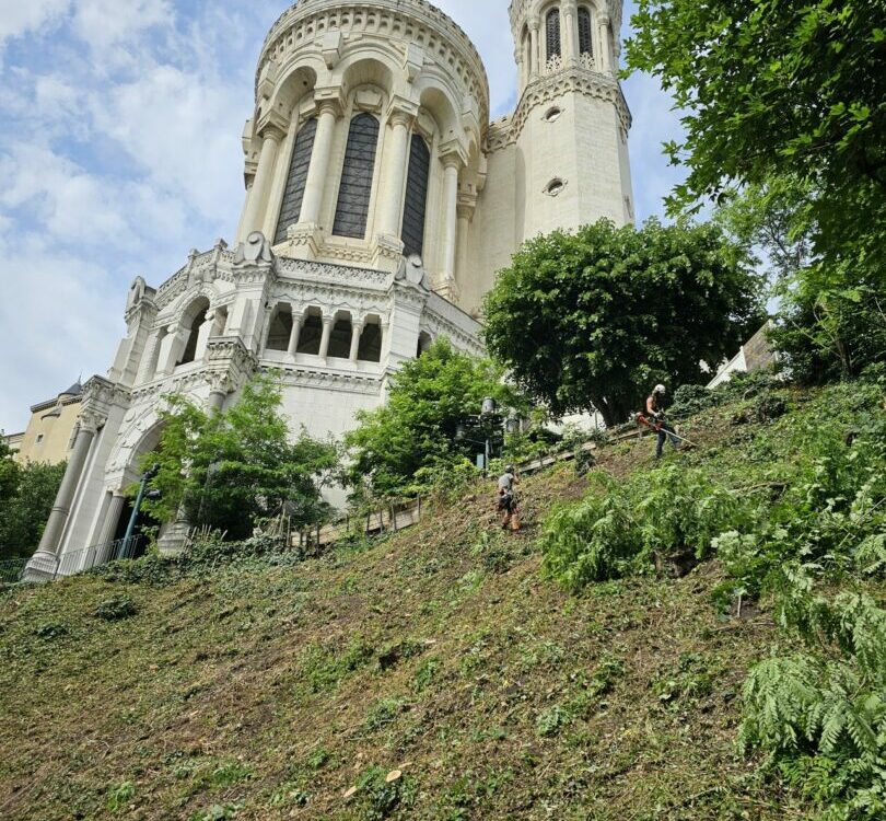 débroussaillage par les cordistes près de la basilique de Fourvière